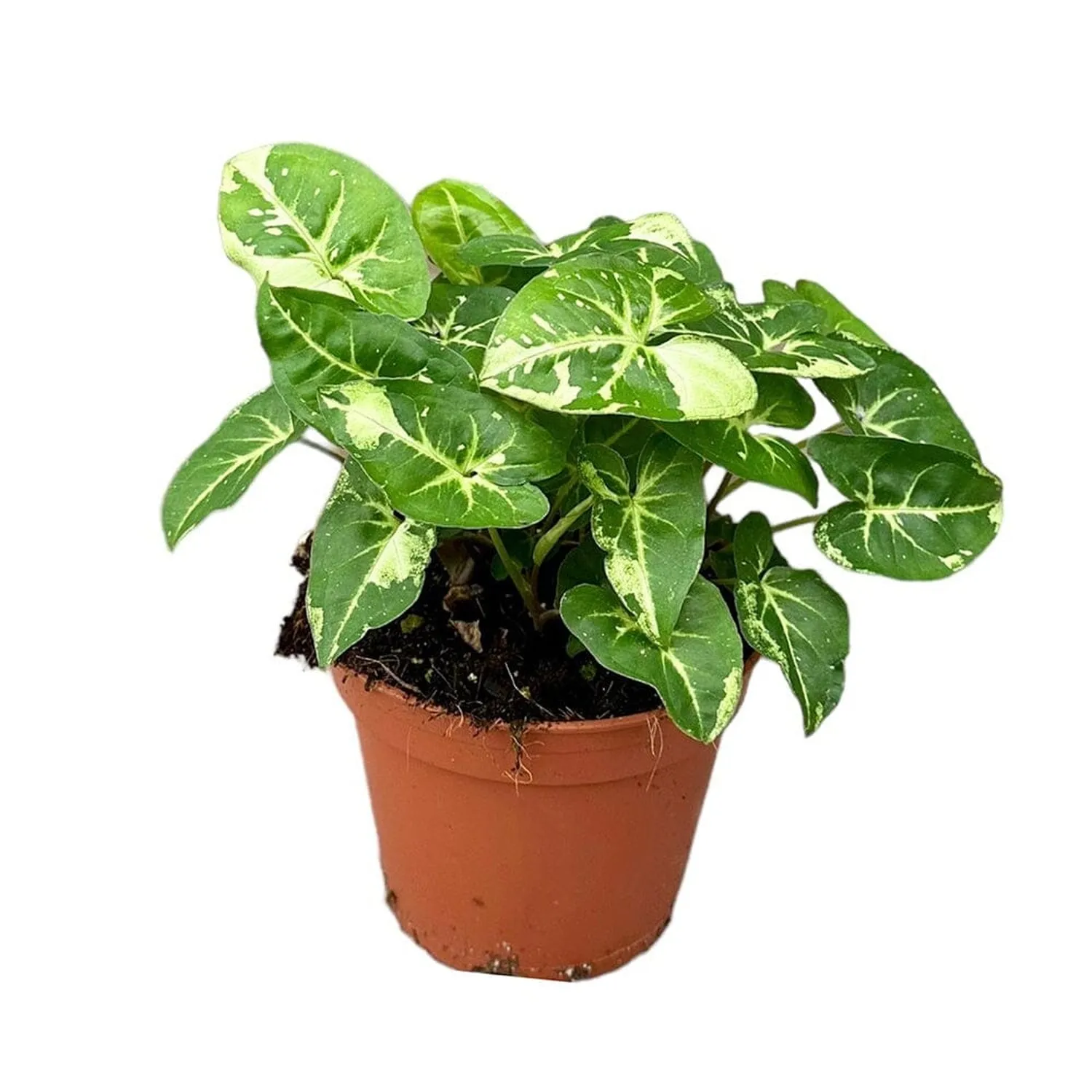 25 cm  Syngonium Panda House Plant 14 cm Pot